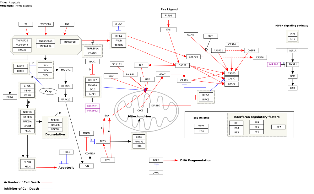 in WikiPathways